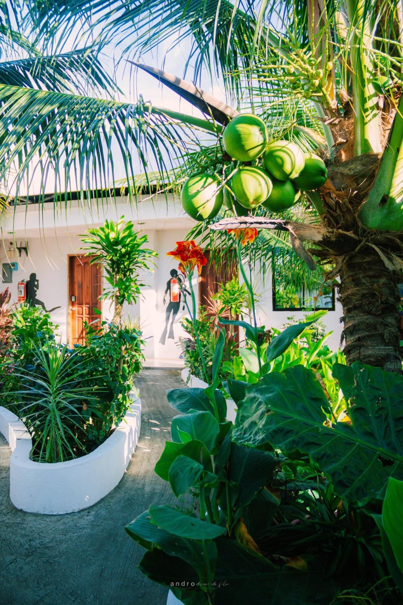 Ananas Guesthouse Моалбоал Экстерьер фото